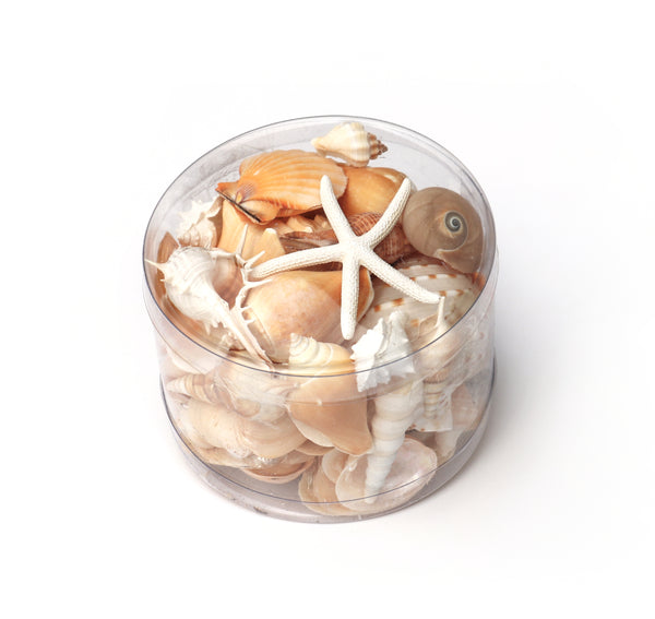 Premium Seashell Pack - Cream Sundae